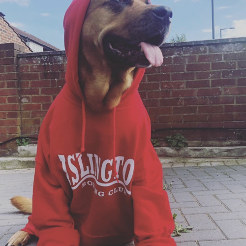 Dog's can have IBC Hoodies as well!